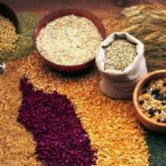 Celiac disease and Hashimoto’s thyroiditis: What do they have in common?