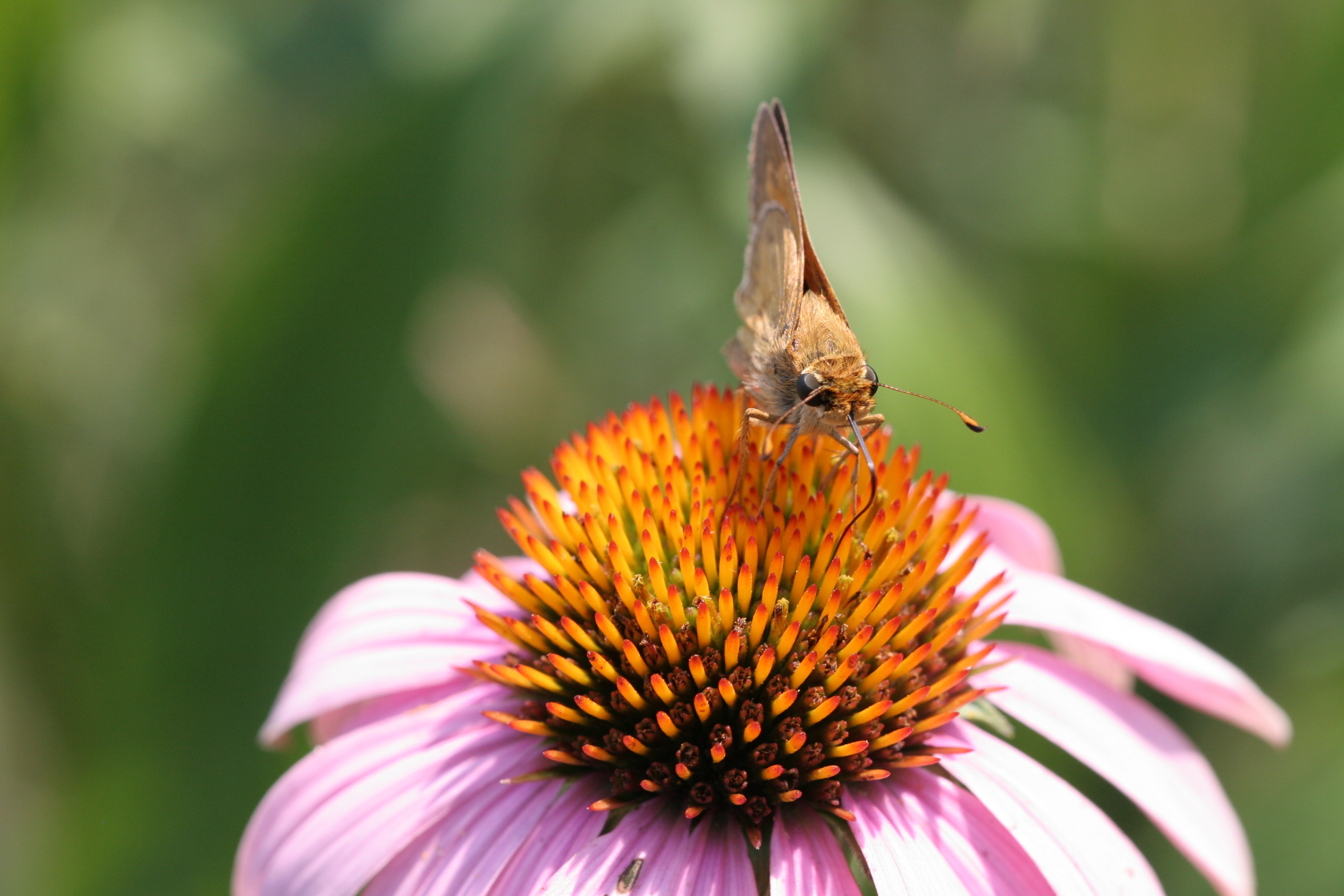Butterfly on echinacea — thyroid and finding your voice