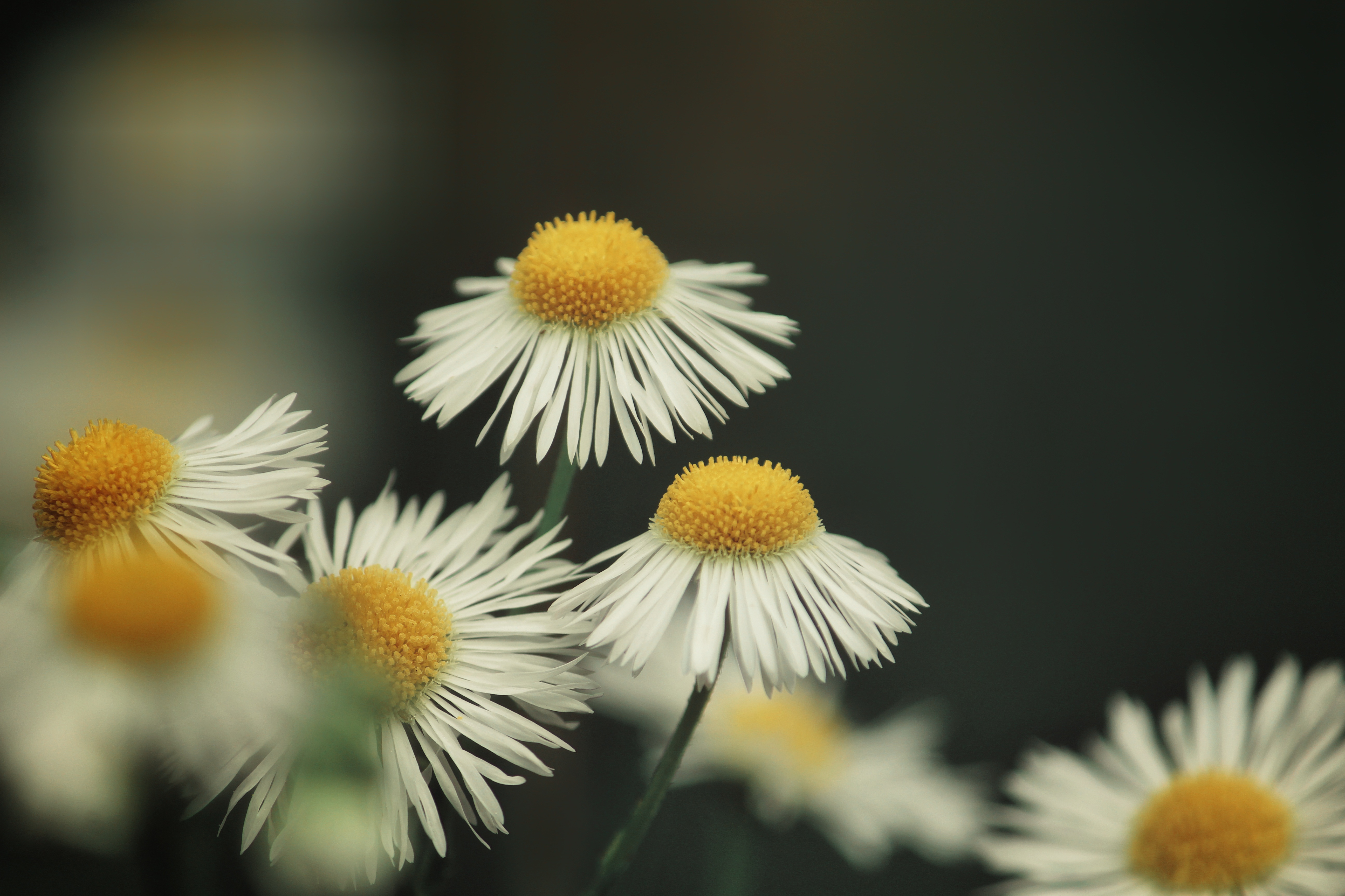 Chamomile flowers — natural immune support and Low Dose Naltrexone therapy
